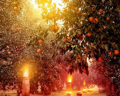 Seasonal Florida Produce!